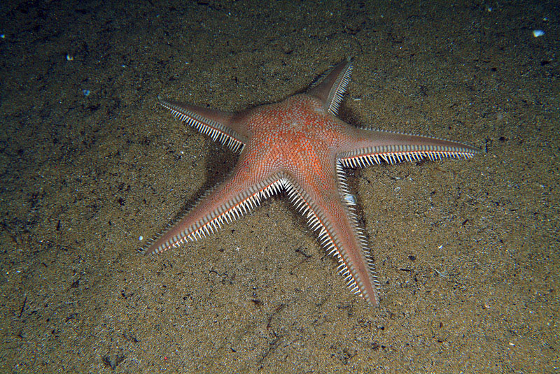 Astropecten irregularis e Astropecten aranciacus